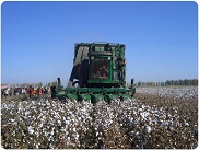 Cotton Combine Harvester